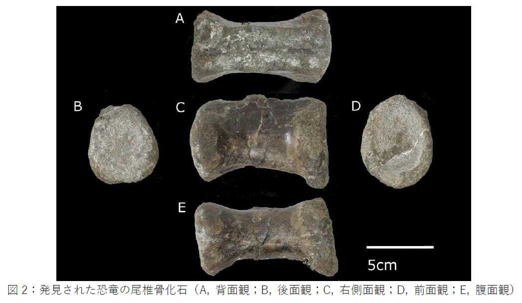 Fósil de vértebra caudal encontrado en Hokkaido