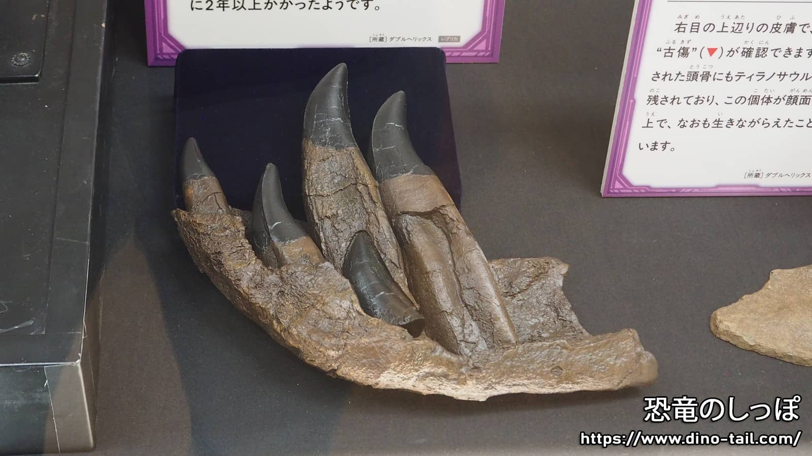 Fósil de diente de Tyrannosaurus rex