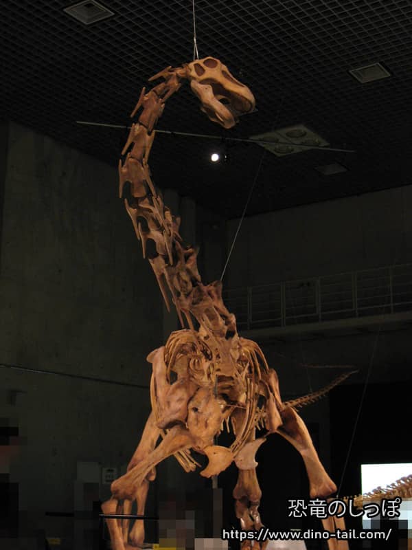 Fósil del esqueleto de Maxakalisaurus