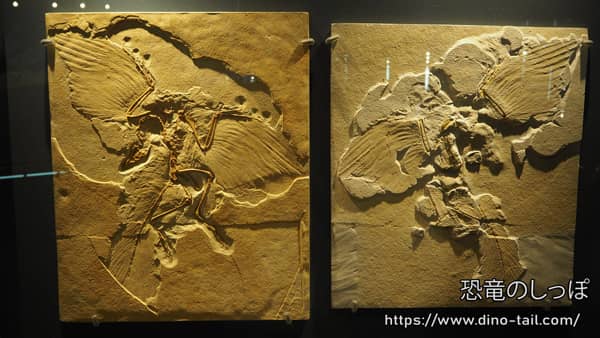 Espécimen de Berlín de Archaeopteryx