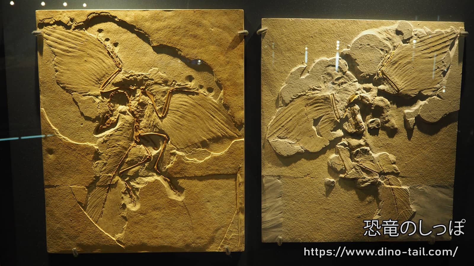 Espécimen de Berlín de Archaeopteryx