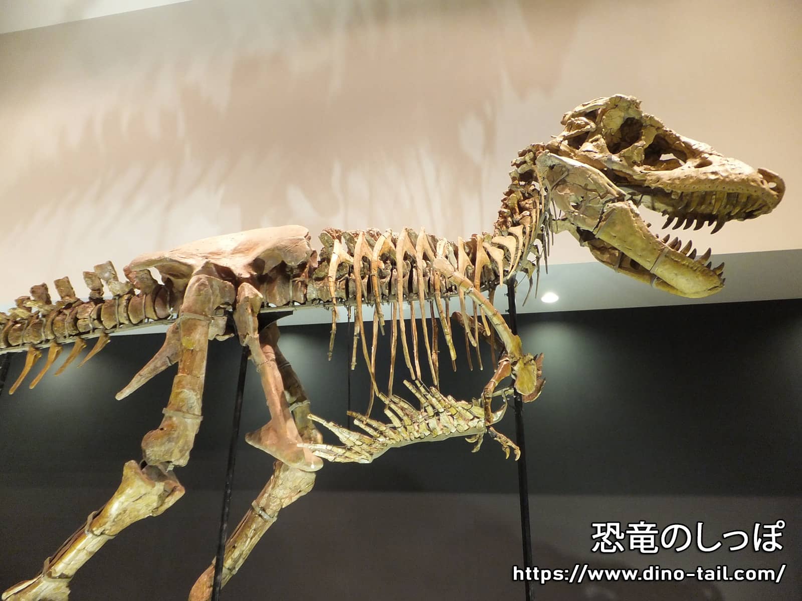 Imagen del fósil esquelético de Tarbosaurus