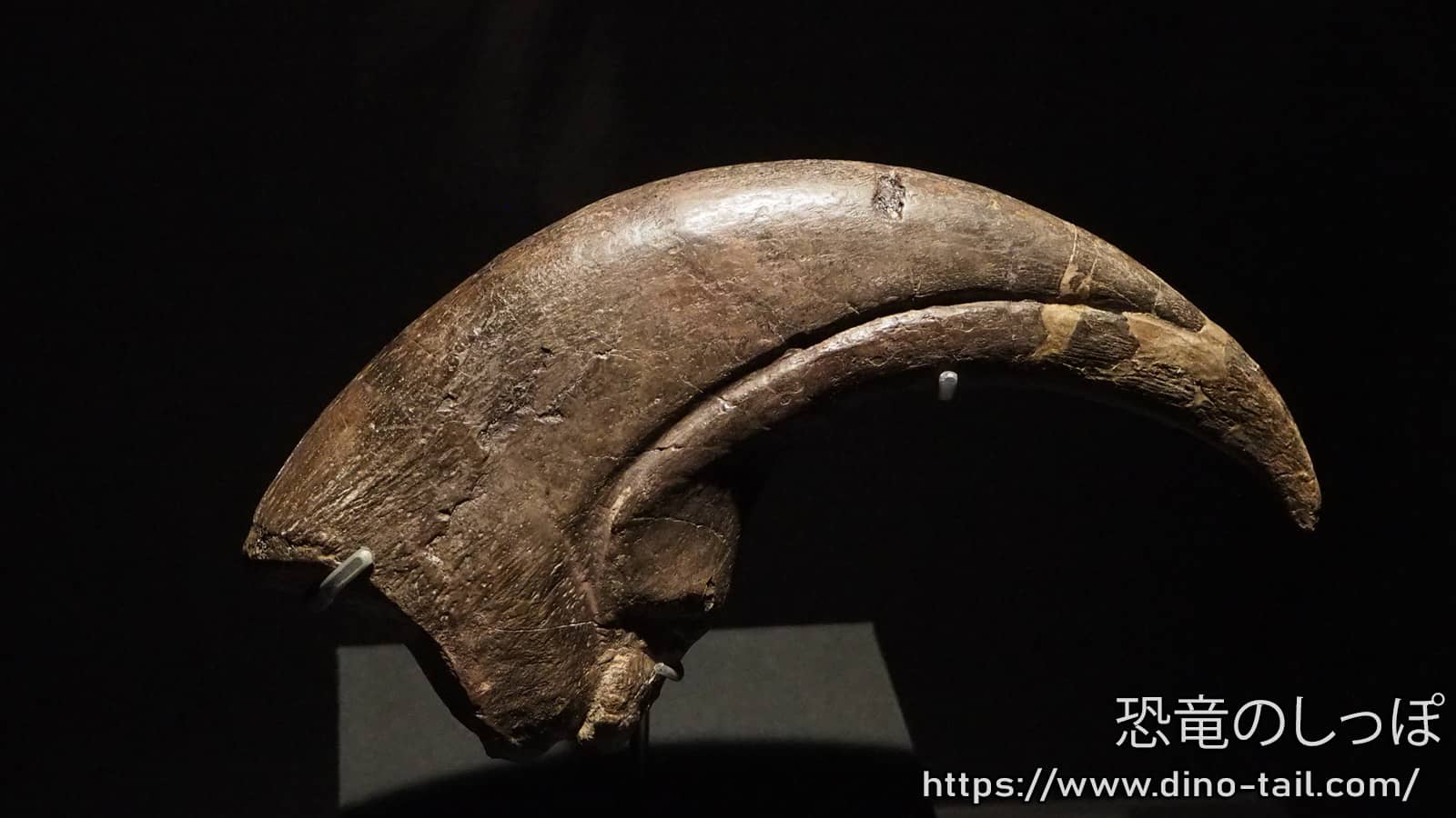 Fósil de garra del dinosaurio piscívoro Baryonyx (Fotografiado en 2017)