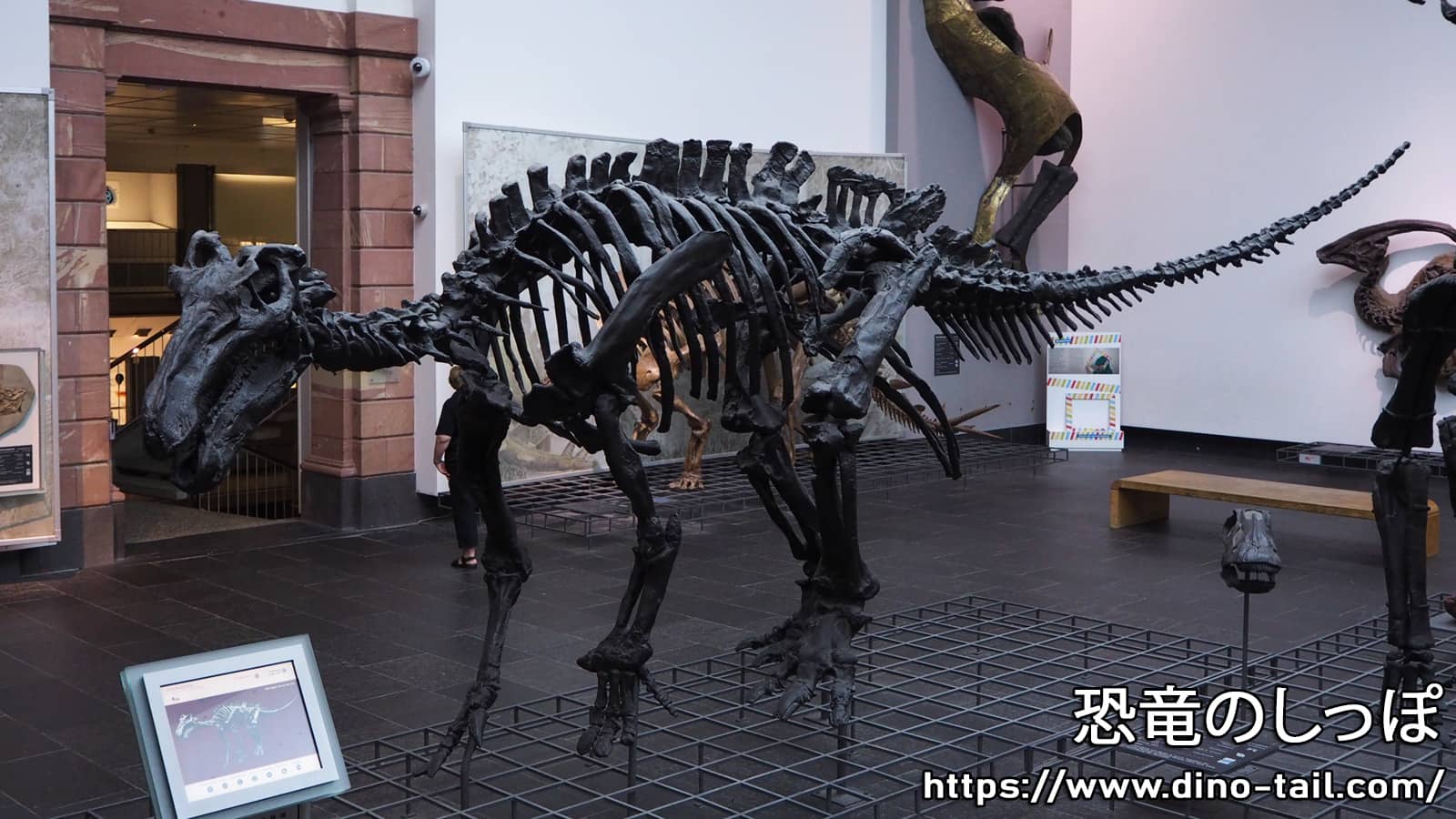 Esqueleto fósil de Iguanodon con poderosas púas en los pulgares (Fotografiado en 2019)