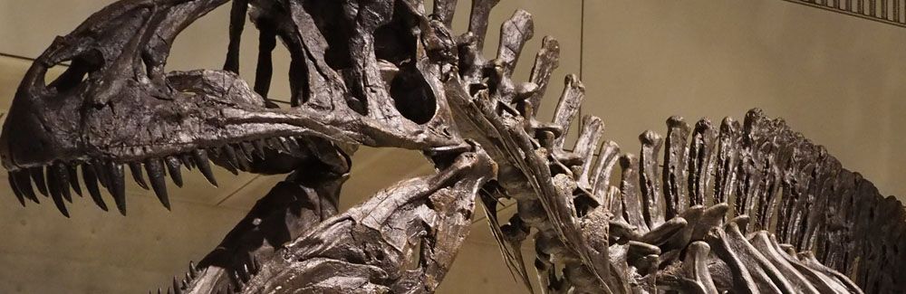 Imagen de cabecera de Estudio de Dinosaurios