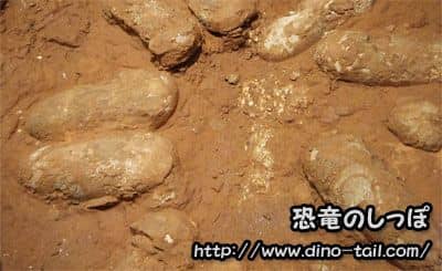 Fósil de huevos de dinosaurio (terópodo)