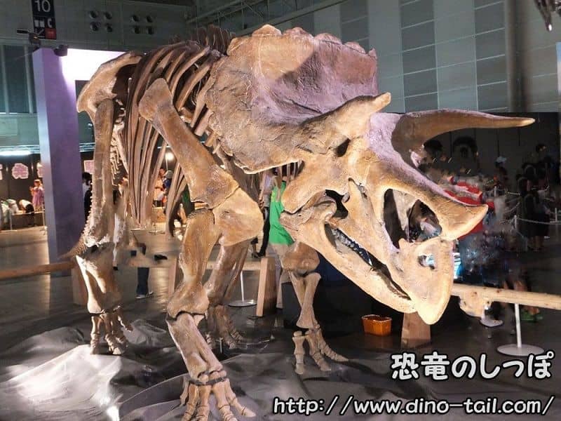 Esqueleto fósil de Marginocephalia (Triceratops)