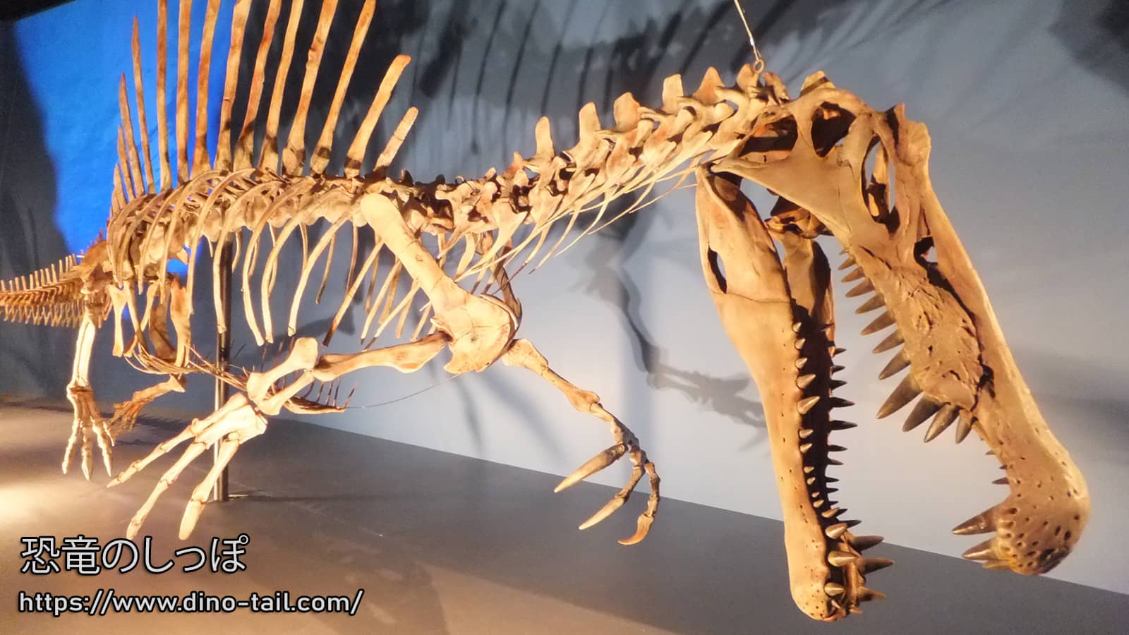 Esqueleto fósil completo de Spinosaurus