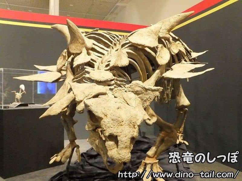 Esqueleto fósil de Thyreophora (Gastonia)