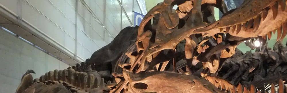 Imagen de cabecera de Clasificación más detallada de los dinosaurios