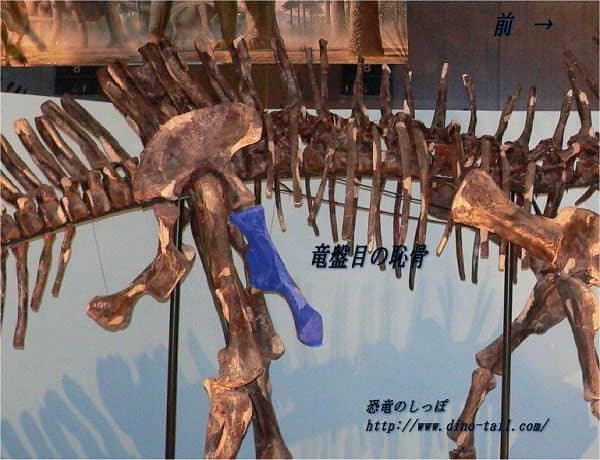 Imagen de la pelvis de un saurisquio para clasificación