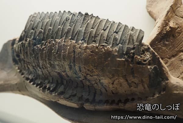 Imagen de la batería dental de Edmontosaurus (dientes de repuesto)