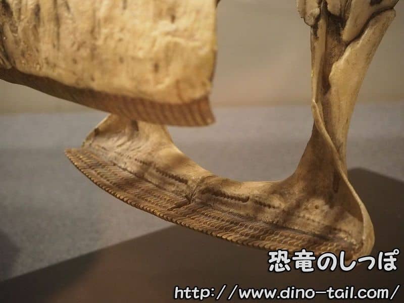 Batería dental de Nigersaurus (Sauropoda) (mandíbula inferior)