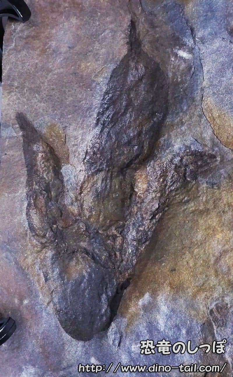 Huella de un pequeño terópodo