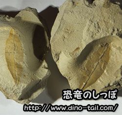 Hoja de una angiosperma del Cretácico