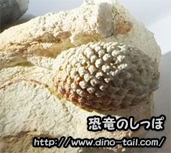 Cono de una gimnosperma (pino) del Jurásico