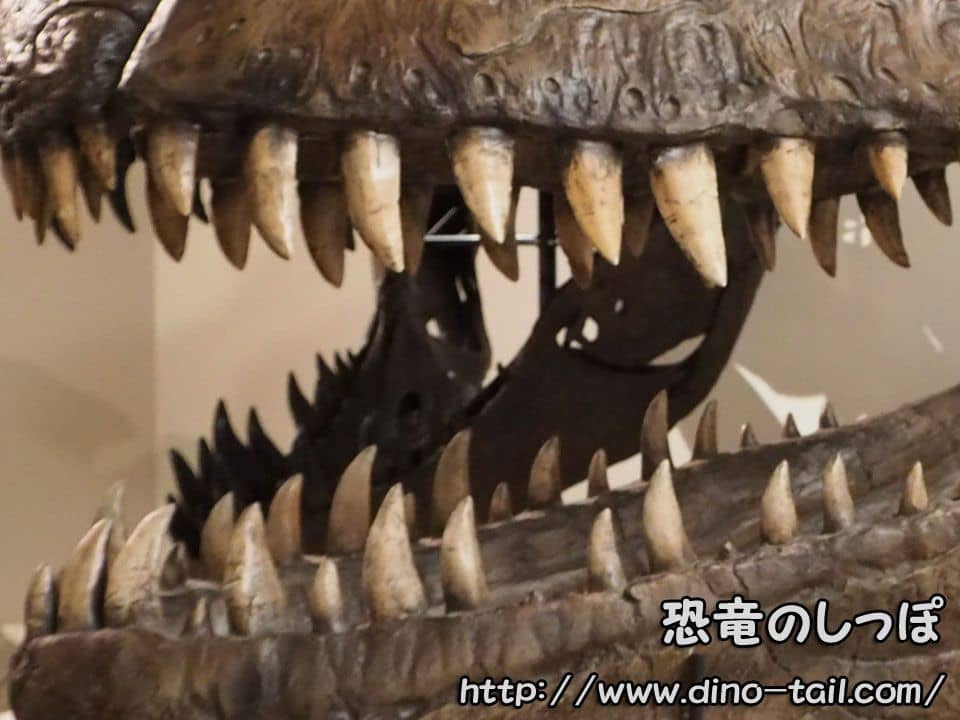 Dientes de dinosaurio carnívoro (Giganotosaurus)