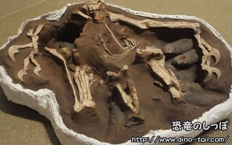 Fósil de un oviraptórido (Citipati) incubando huevos