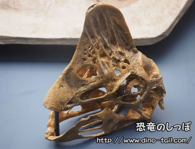 Cráneo de Oviraptor (omnívoro)