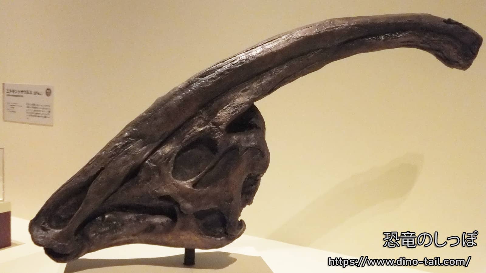 Cráneo fósil de un Parasaurolophus adulto