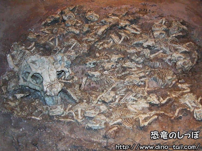 Fósil de nido de Psittacosaurus