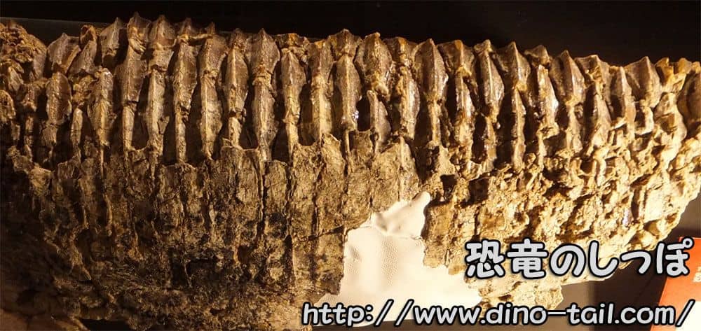 Batería dental de Saurolophus