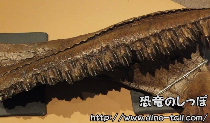 Batería dental de Triceratops (Marginocephalia)