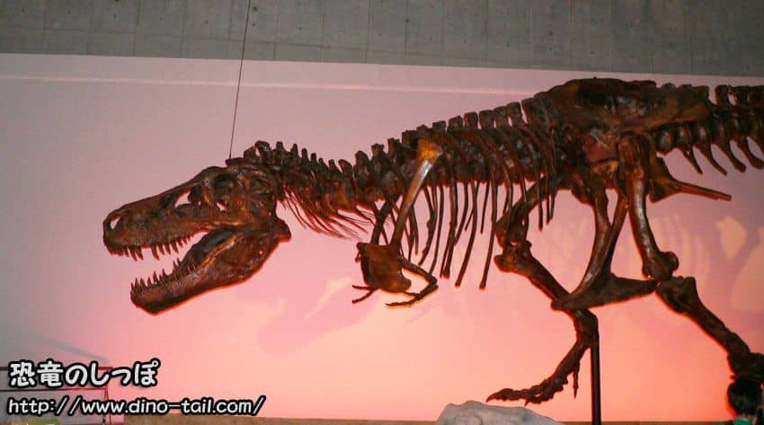 Esqueleto fósil completo de Tyrannosaurus 'Sue'