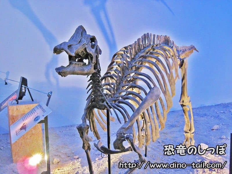 Esqueleto fósil completo de Nipponosaurus