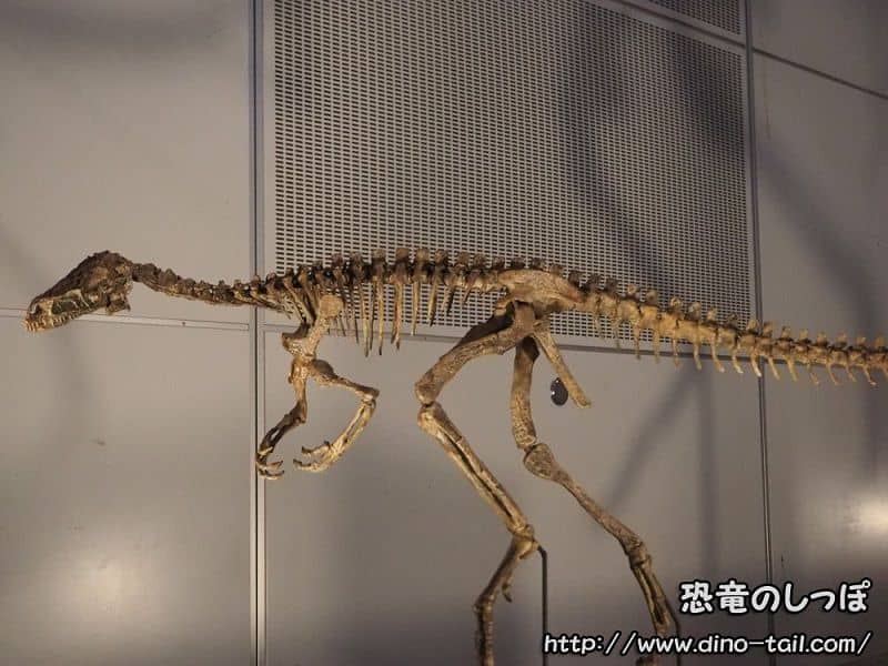 Esqueleto fósil completo de Eoraptor