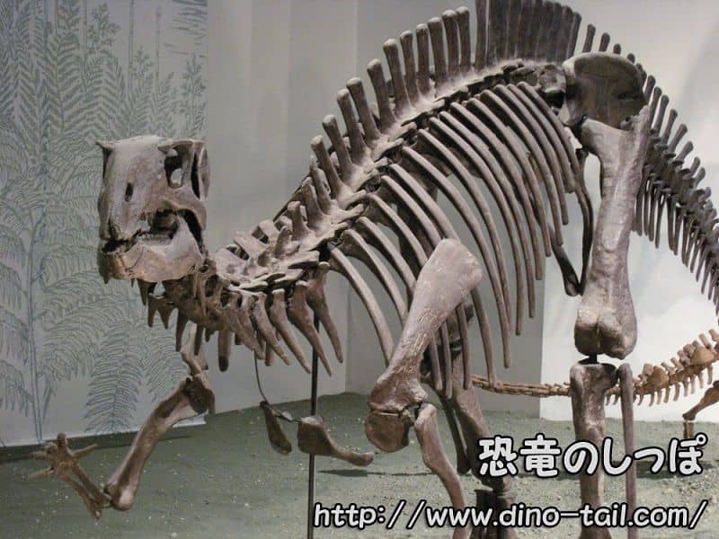 Esqueleto fósil completo de Fukuisaurus