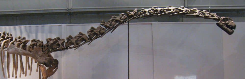 Imagen de cabecera de Cómo estimar el peso de los dinosaurios