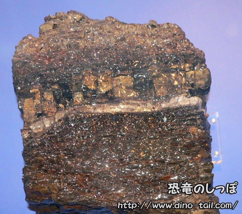 Límite K-Pg (Capa K-Pg)