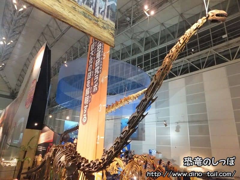 Esqueleto fósil completo de Mamenchisaurus