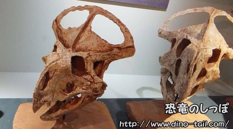 Cráneo fósil de Protoceratops
