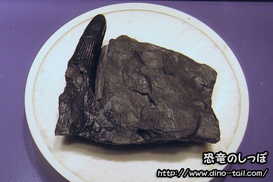 Fósil de diente de espinosáurido de la prefectura de Gunma