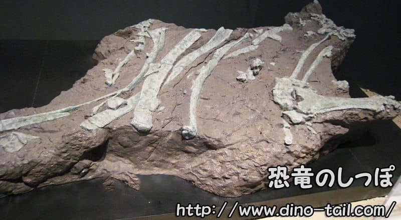 Fósil de Tambatitanis (Dragón de Tanba) en su estado original