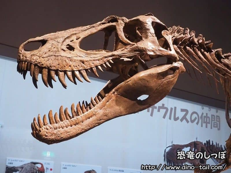 Cráneo fósil de Tyrannosaurus-Jane