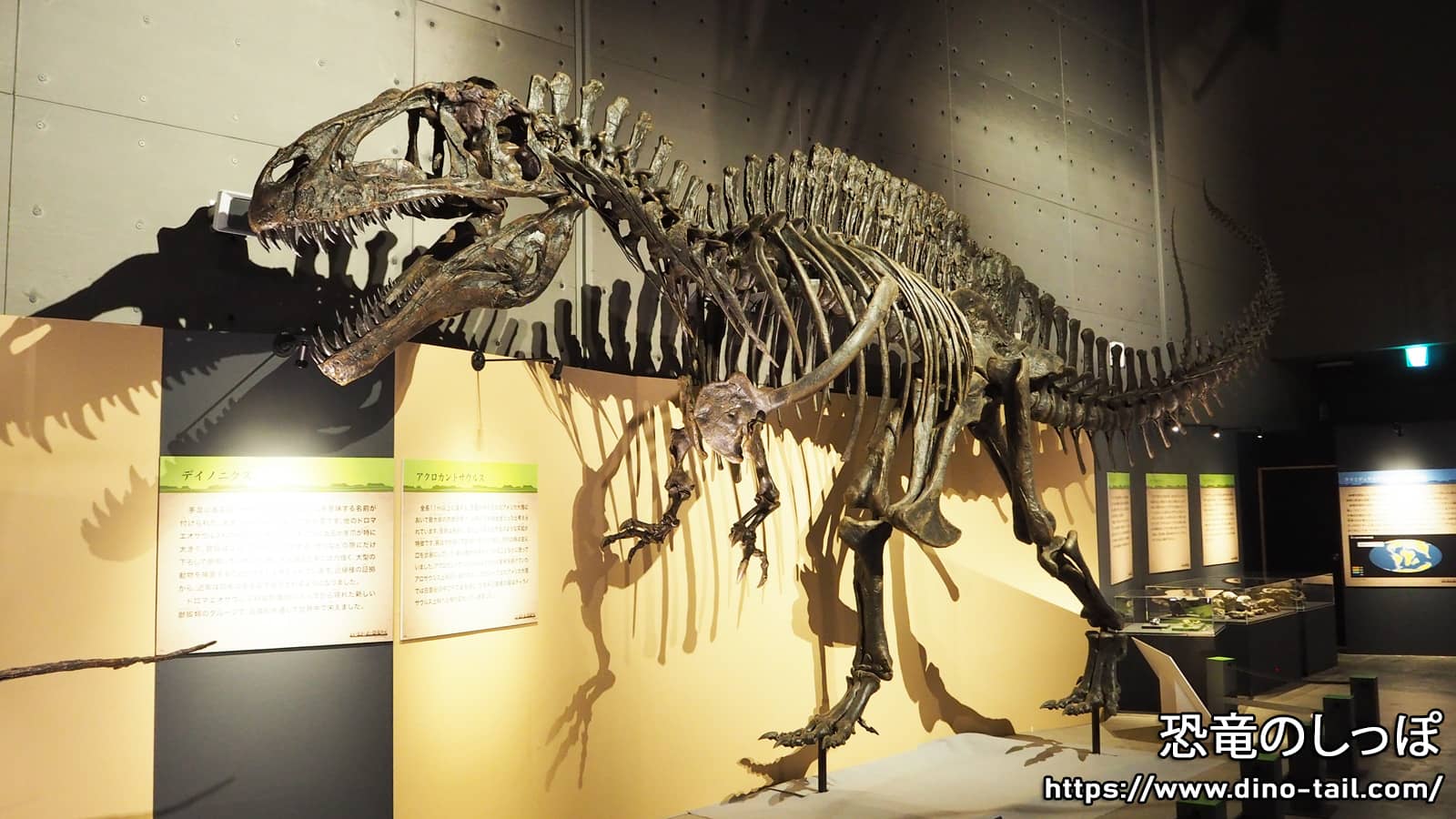 Fósil de esqueleto completo de Acrocanthosaurus