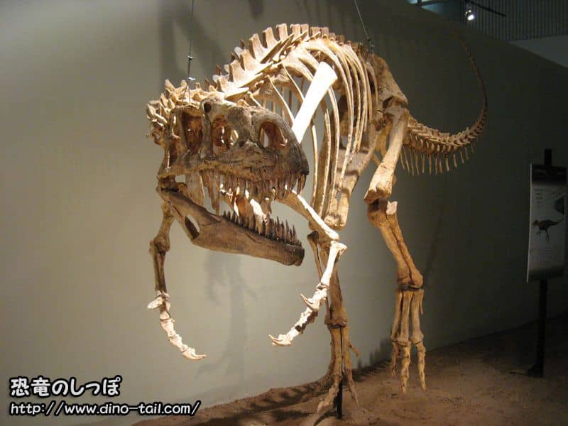 Esqueleto fósil completo de Afrovenator