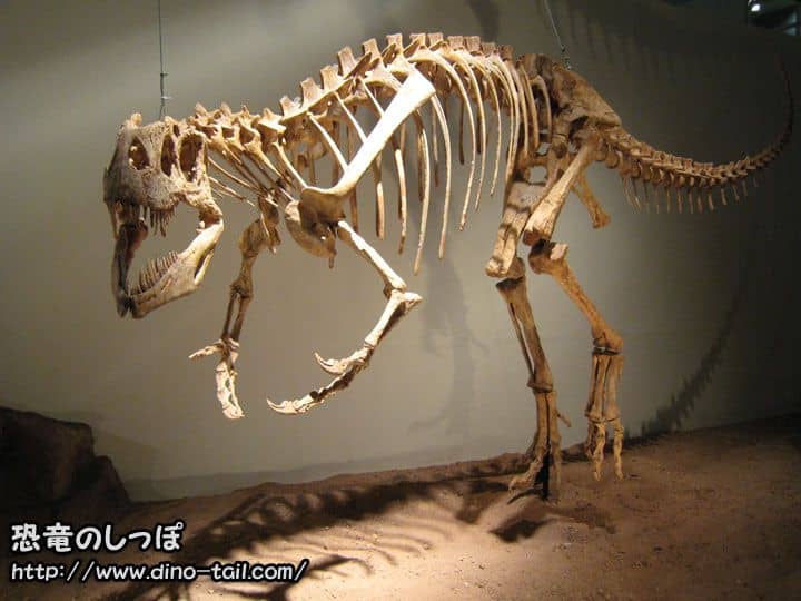 Esqueleto fósil completo de Afrovenator