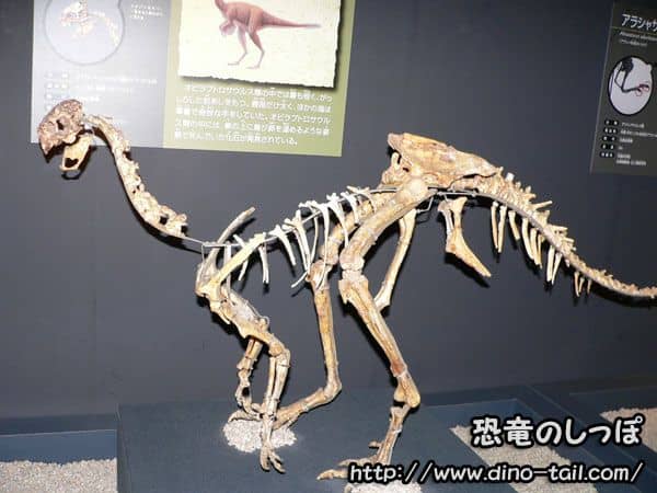 Esqueleto de Ajancingenia (Ingenia)