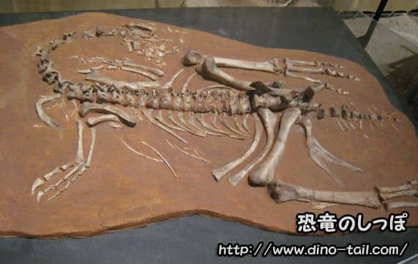 Esqueleto de Ajancingenia (Ingenia)