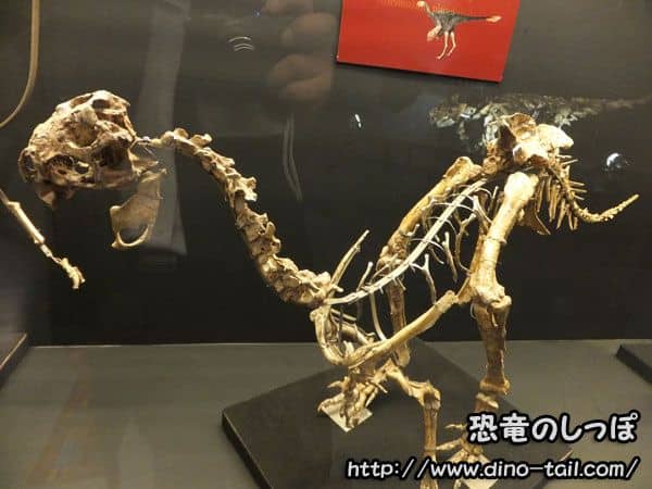 Esqueleto fósil completo de Ajancingenia (Ingenia)