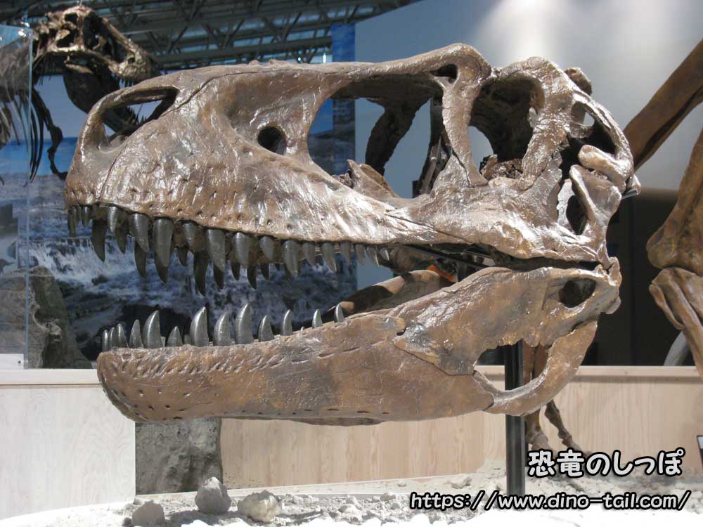 Cráneo fósil de Albertosaurus