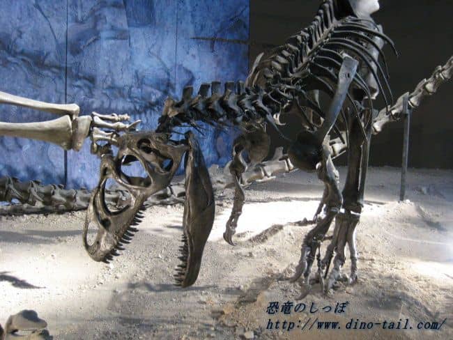 Esqueleto fósil completo de Allosaurus