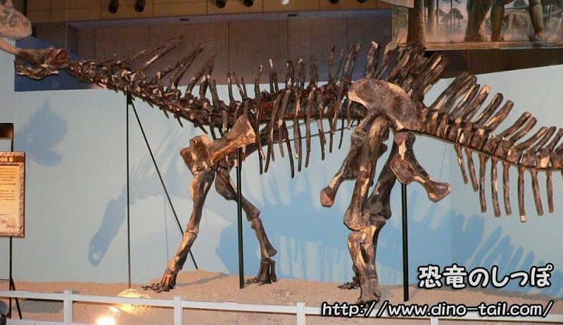 Esqueleto fósil completo de Amargasaurus