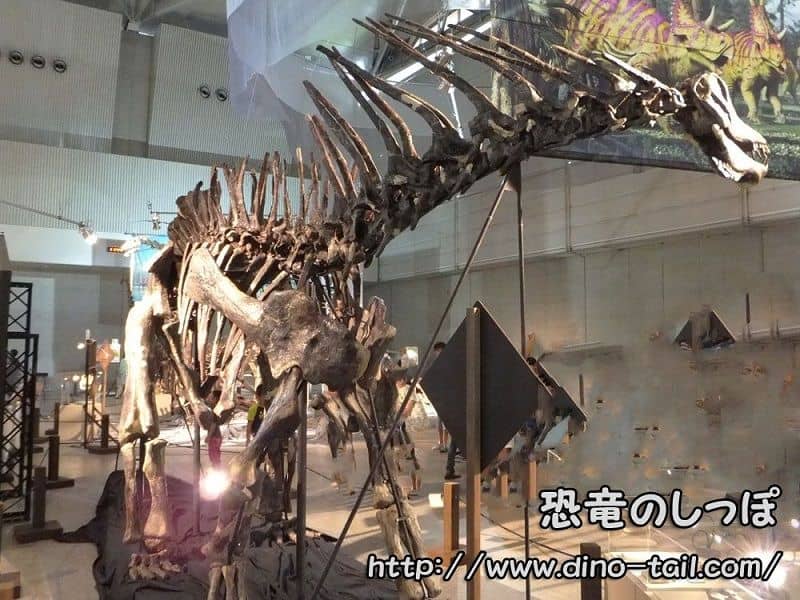 Esqueleto fósil completo de Amargasaurus