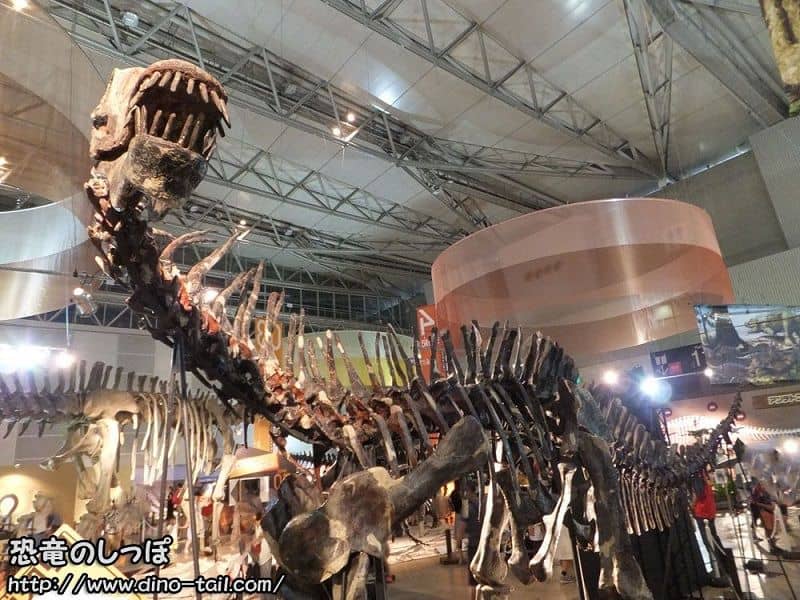 Esqueleto fósil completo de Amargasaurus