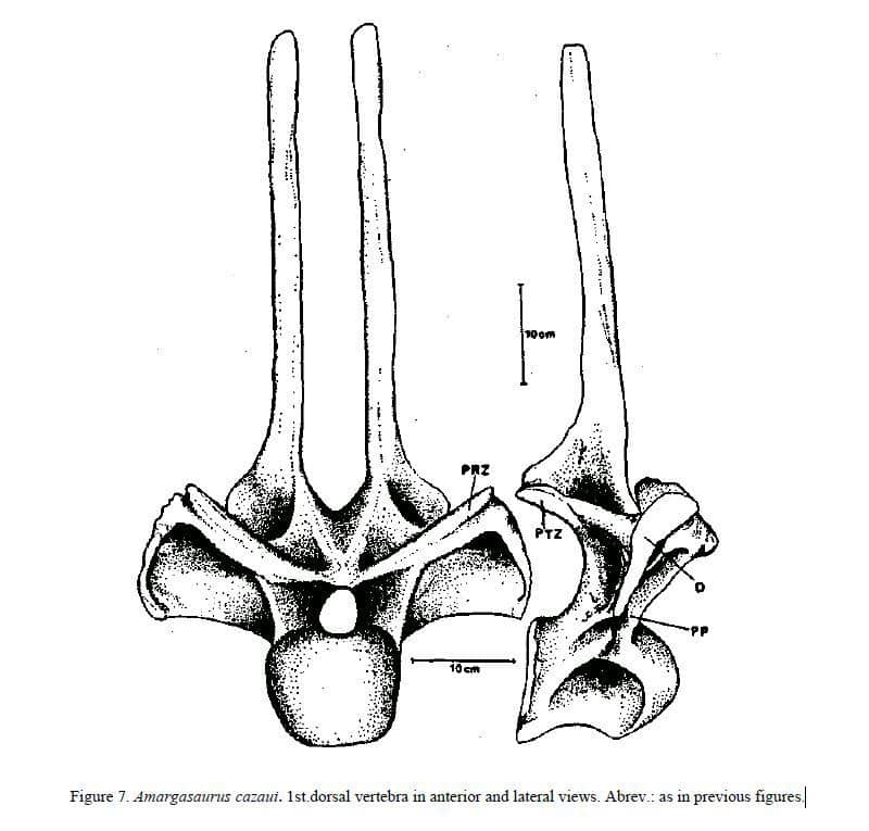Primera vértebra cervical de Amargasaurus
